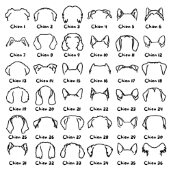 Softshell noir - Oreilles de chien personnalisées